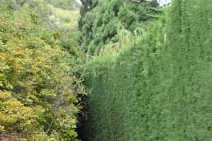 carrick hill 2014 (94)